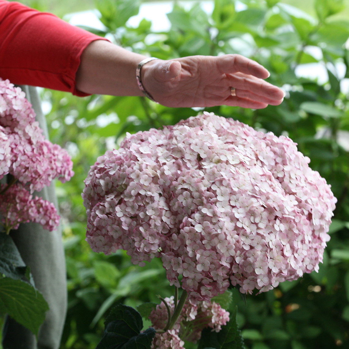 The very large pink mophead blooms of Incrediball Blush hydrangea with a hand for scale