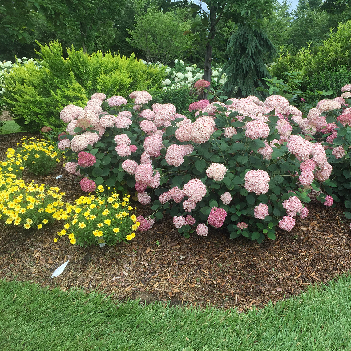 A specimen of Incrediball Blush hydrangea blooming in a landscape with yellow flowers below it
