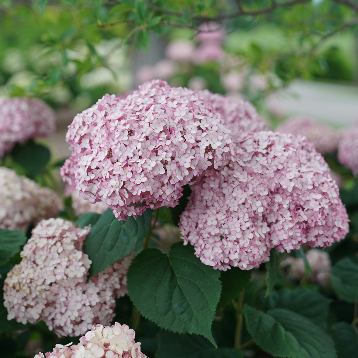 The large pink blooms of Incrediball Blush hydrangea contrasting with the deep blue-green foliage