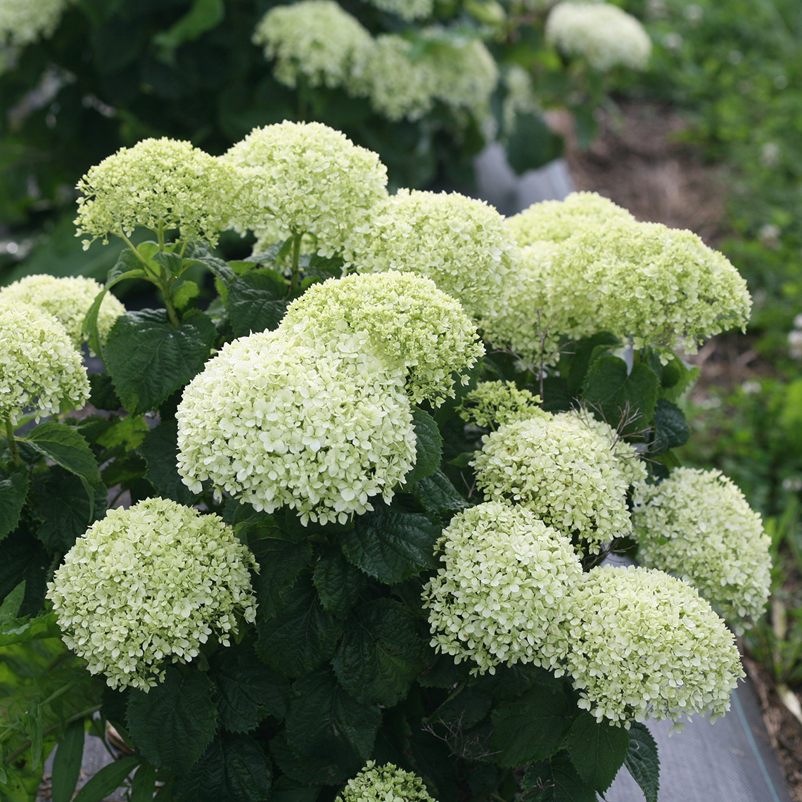 Closeup of the rounded green blooms of Invincibelle Limetta hydrangea