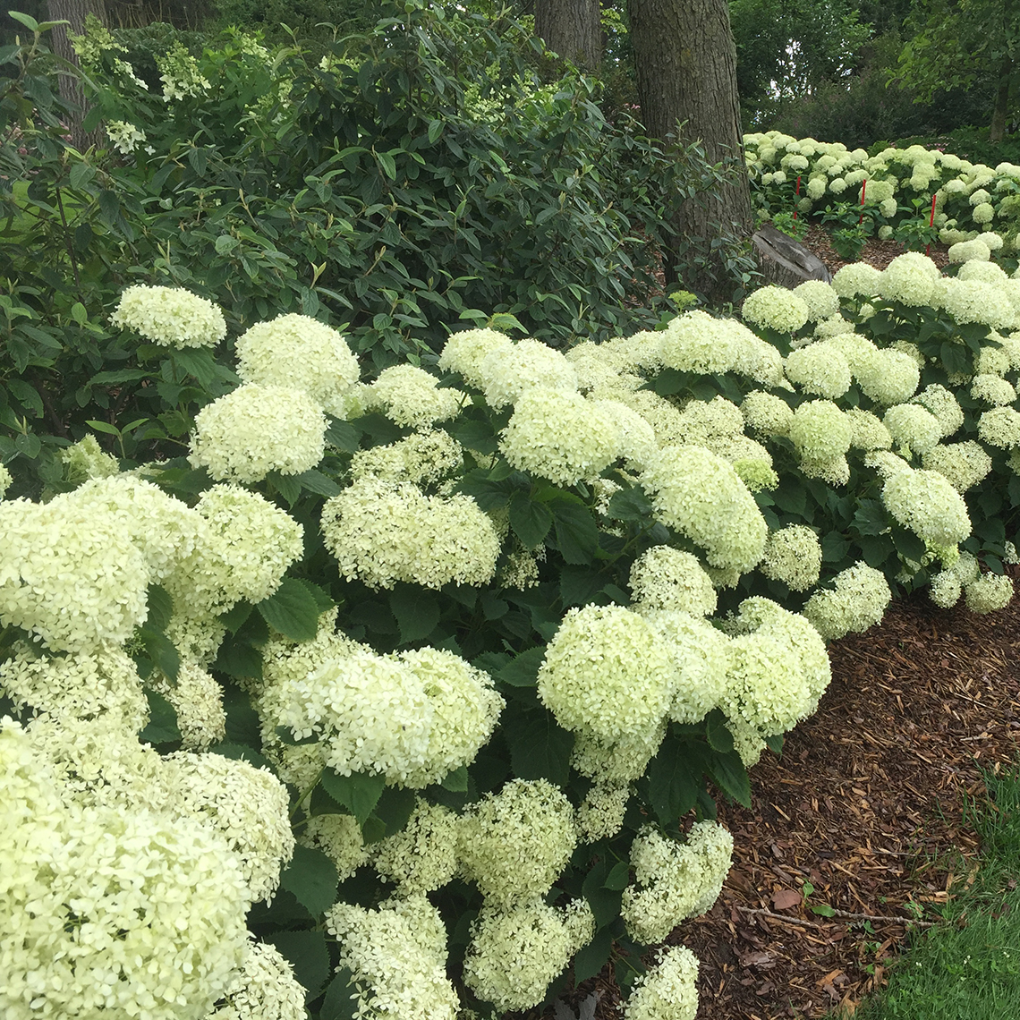 A bed planted with several Invincibelle Limetta hydrangeas all of which are in bloom