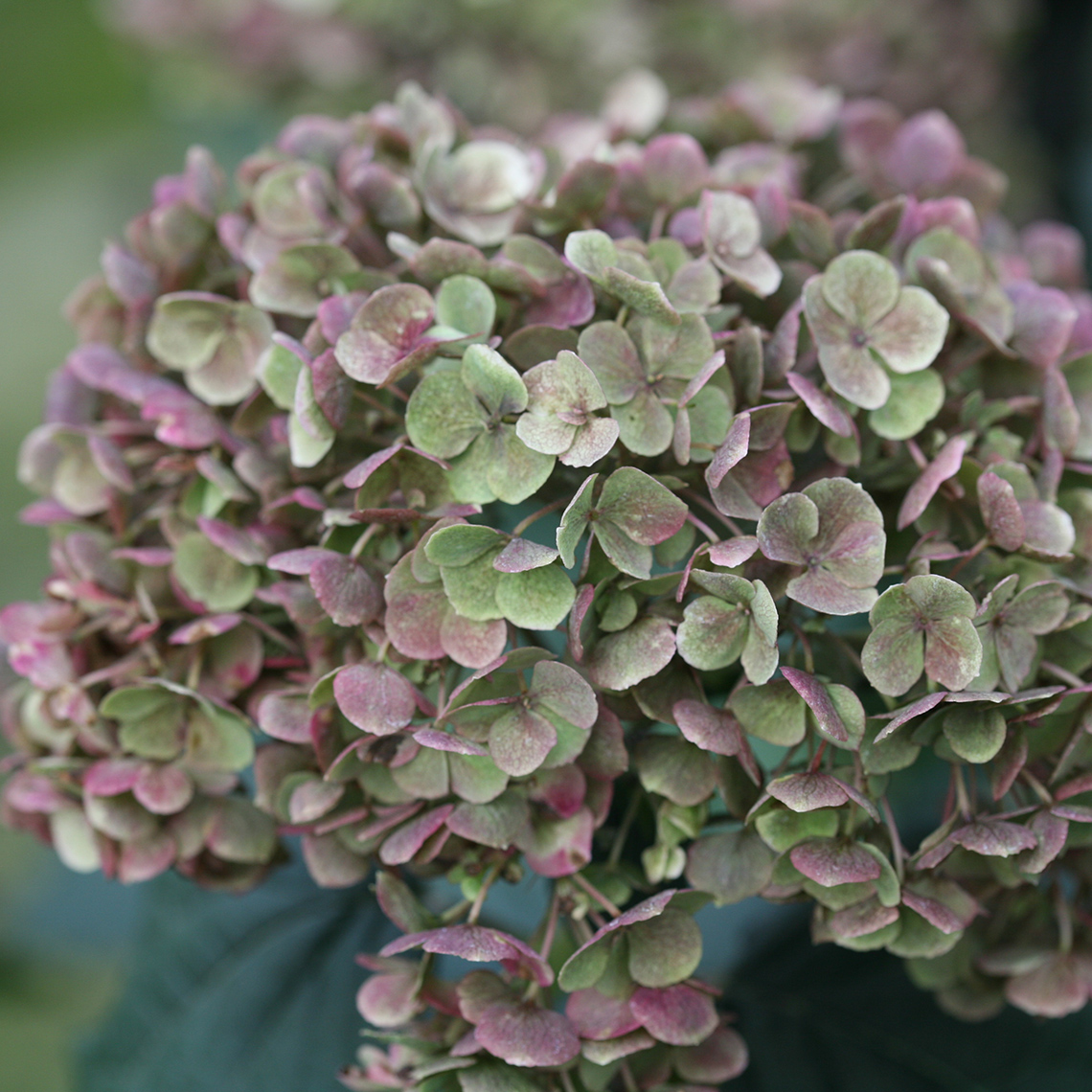 A bloom on Invincibelle Mini Mauvette hydrangea that is aging to a mix of mauve and deep green which sounds kind of awful but is actually quite pretty