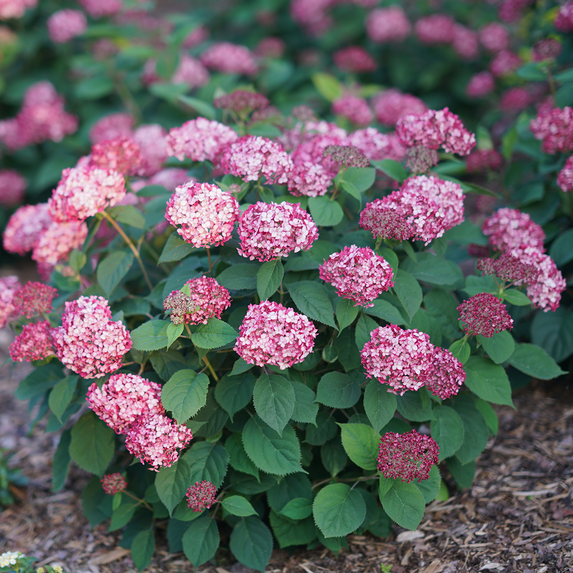 Invincibelle Ruby hydrangeea covered in deep pink blooms in the landscape