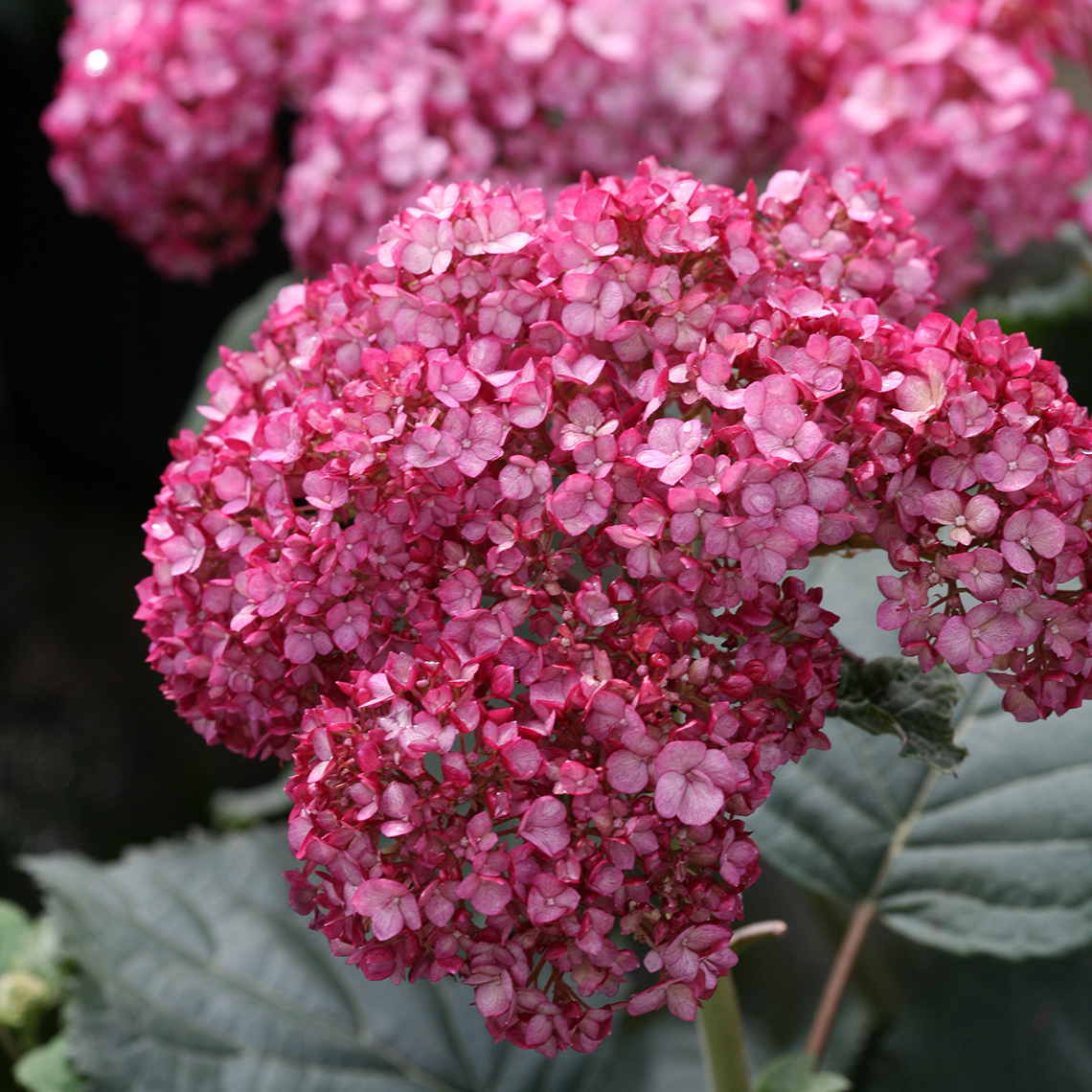 Closeup of the deep ruby pink blooms of Invincibelle Ruby hydrangea