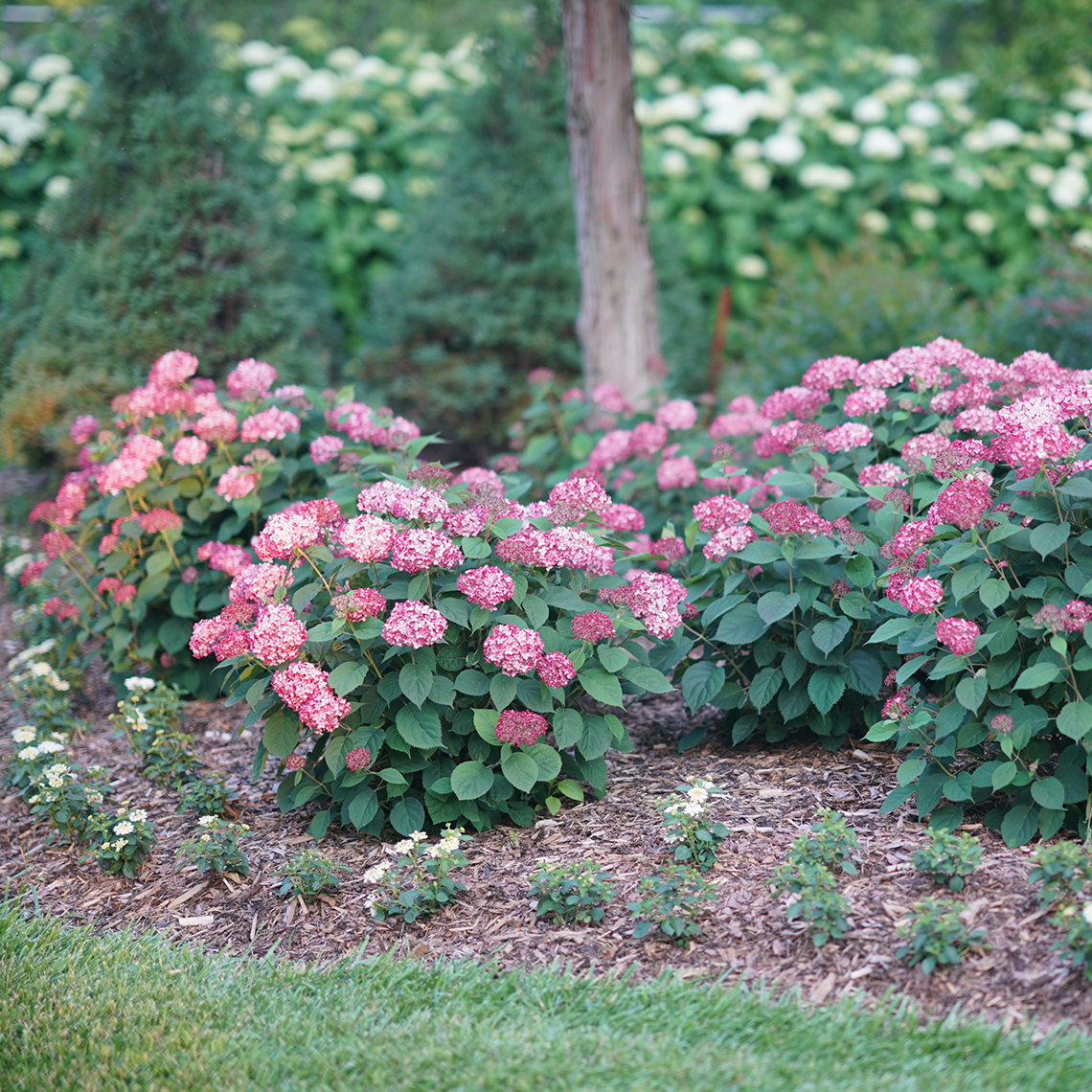 Four neatly rounded and abundantly blooming Invincibelle Ruby hydrangeas in the landscape