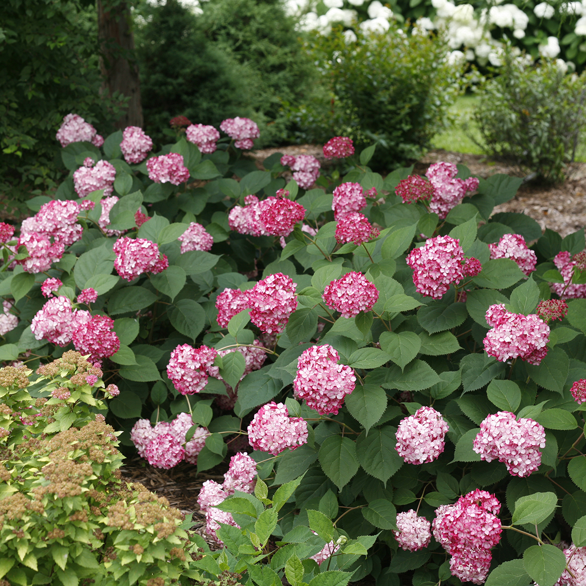 Two Invincibelle Ruby hydrangeas covered in pink blooms