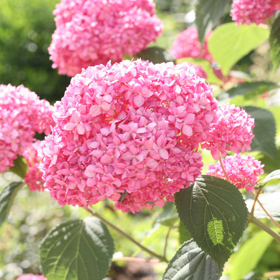 Closeup of the pink flowers of Invincibelle Spirit hydrangea