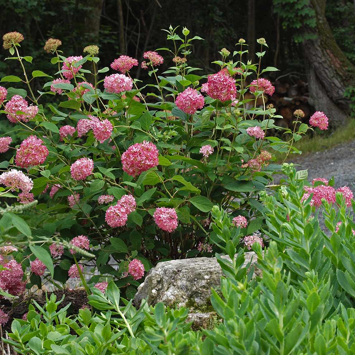 A single Invincibelle Spirit hydrangea in the landscape blooming with pink flowers
