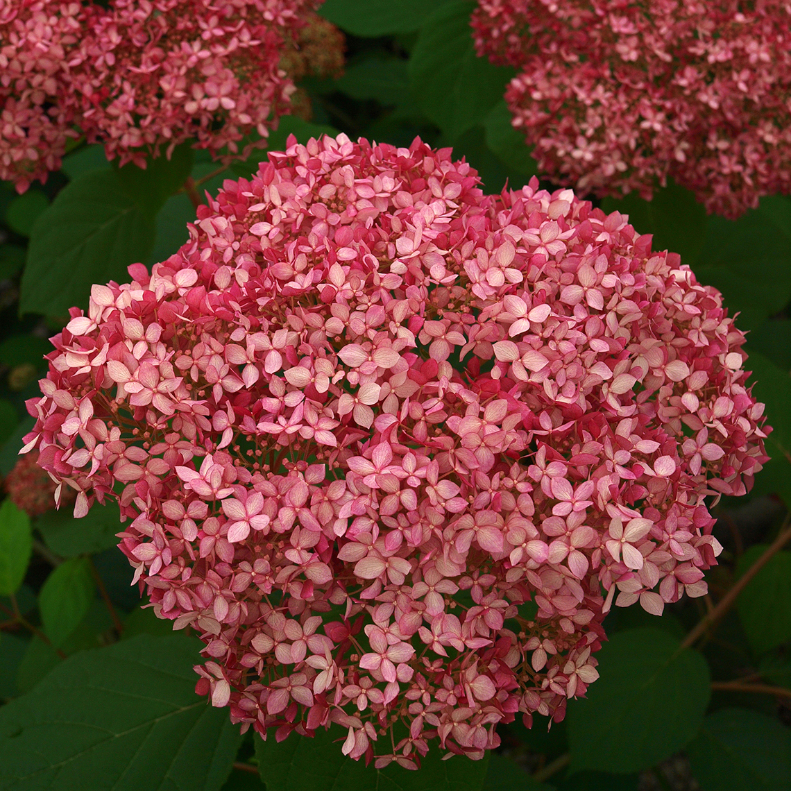 Closeup of three blooms of Invincibelle Spirit hydrangea showing their deep pink color