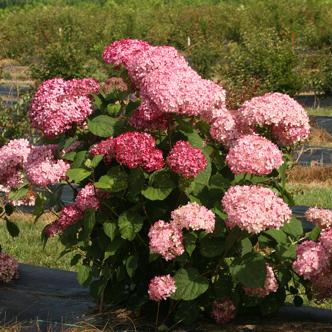 A single specimen of Invincibelle Spirit II hydrangea showing its pink blooms and strong stems
