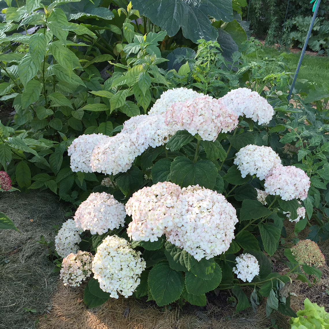 A specimen of Invincibelle Wee White hydrangea blooming in a vegetable garden