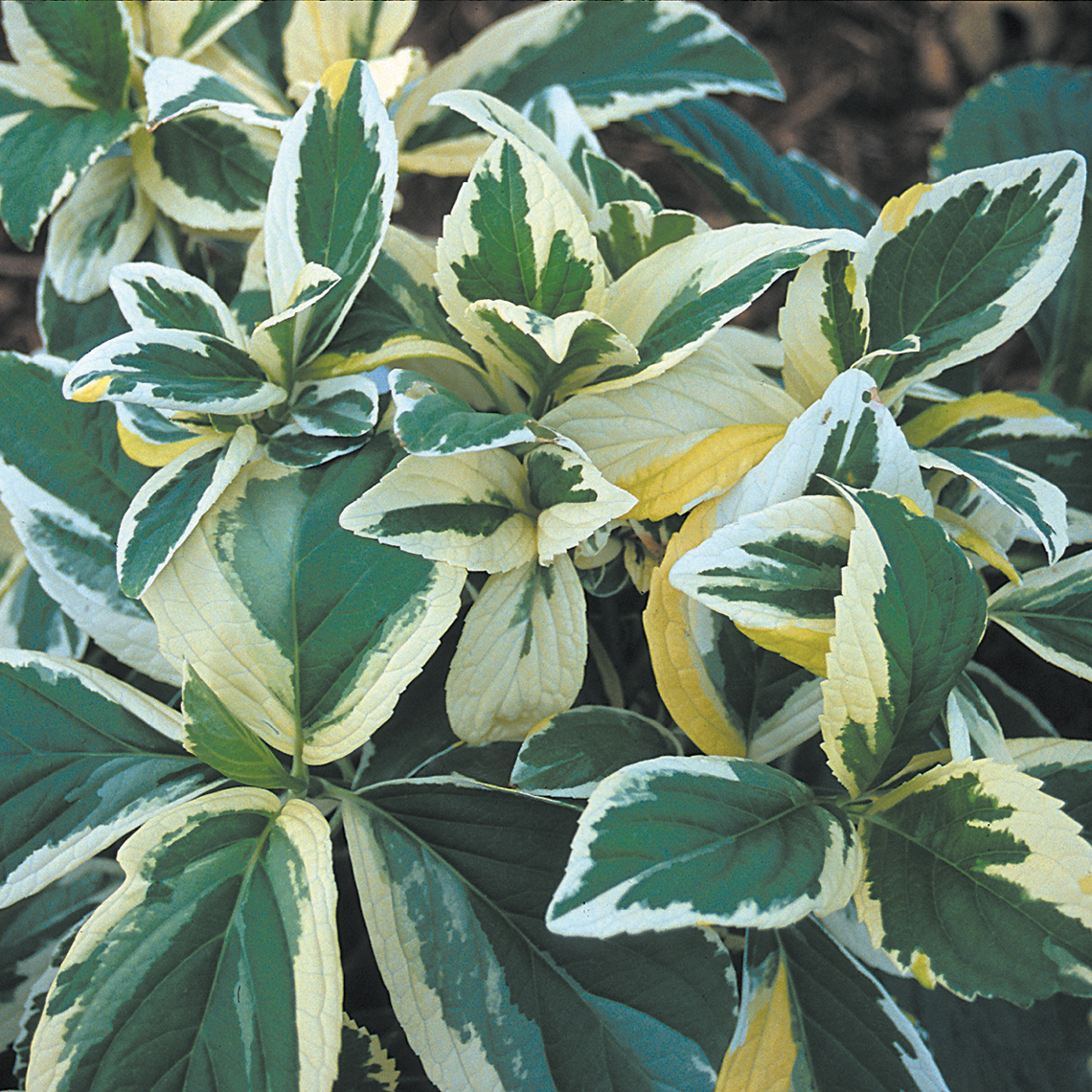 The unique white green and yellow variegated foliage of Lemon Wave hydrangea