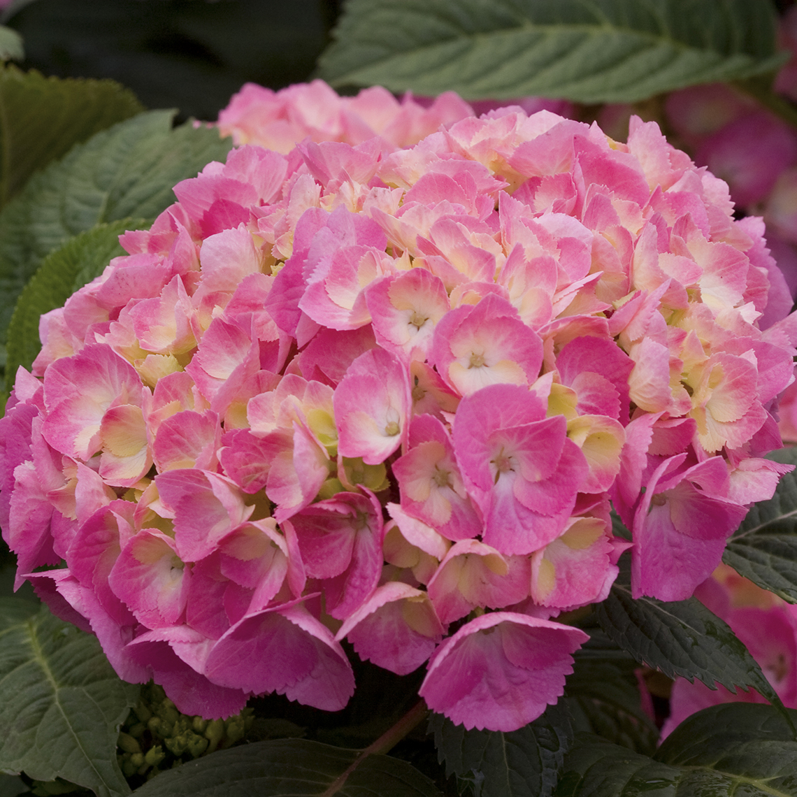 Closeup of the pink blooms of Lets Dance Big Easy hydrangea showing the creamy eye in the center of each floret