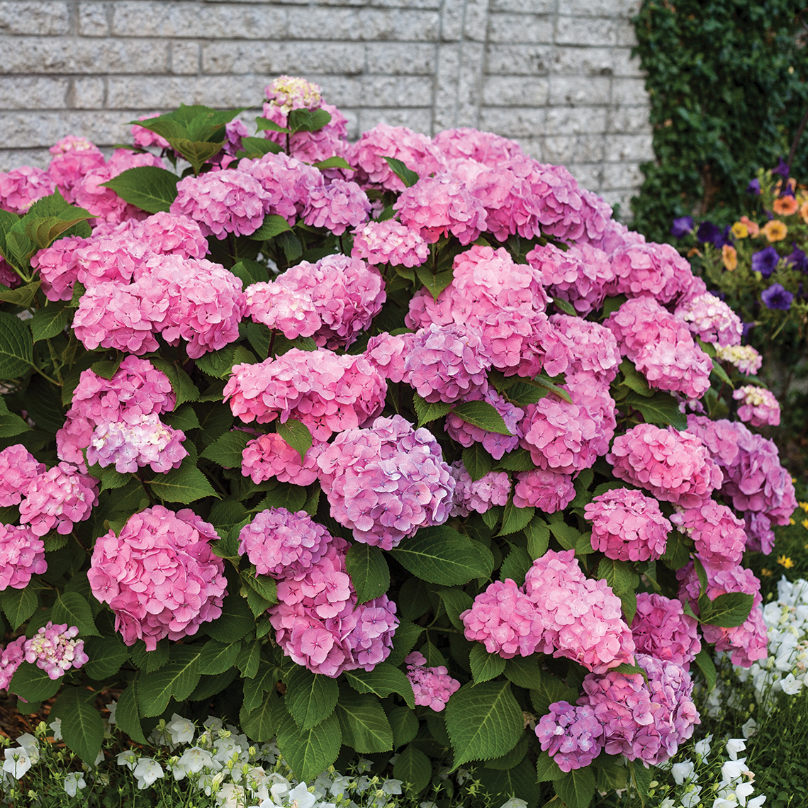 Lets Dance Big Easy hydrangea showing many pink and purple blooms