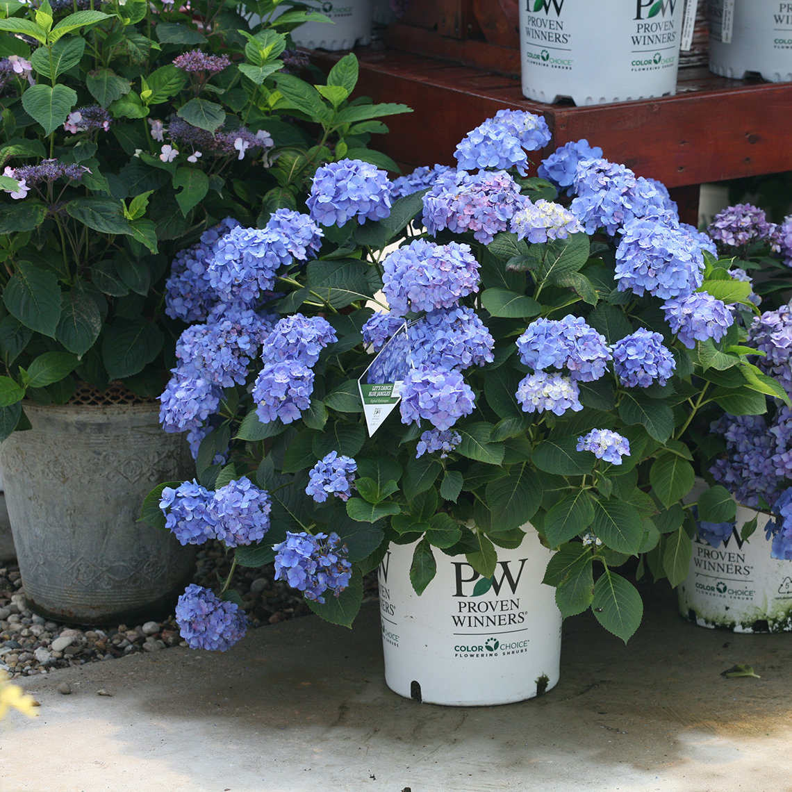 Lets Dance Blue Jangles hydrangea blooming in a white Proven Winners container