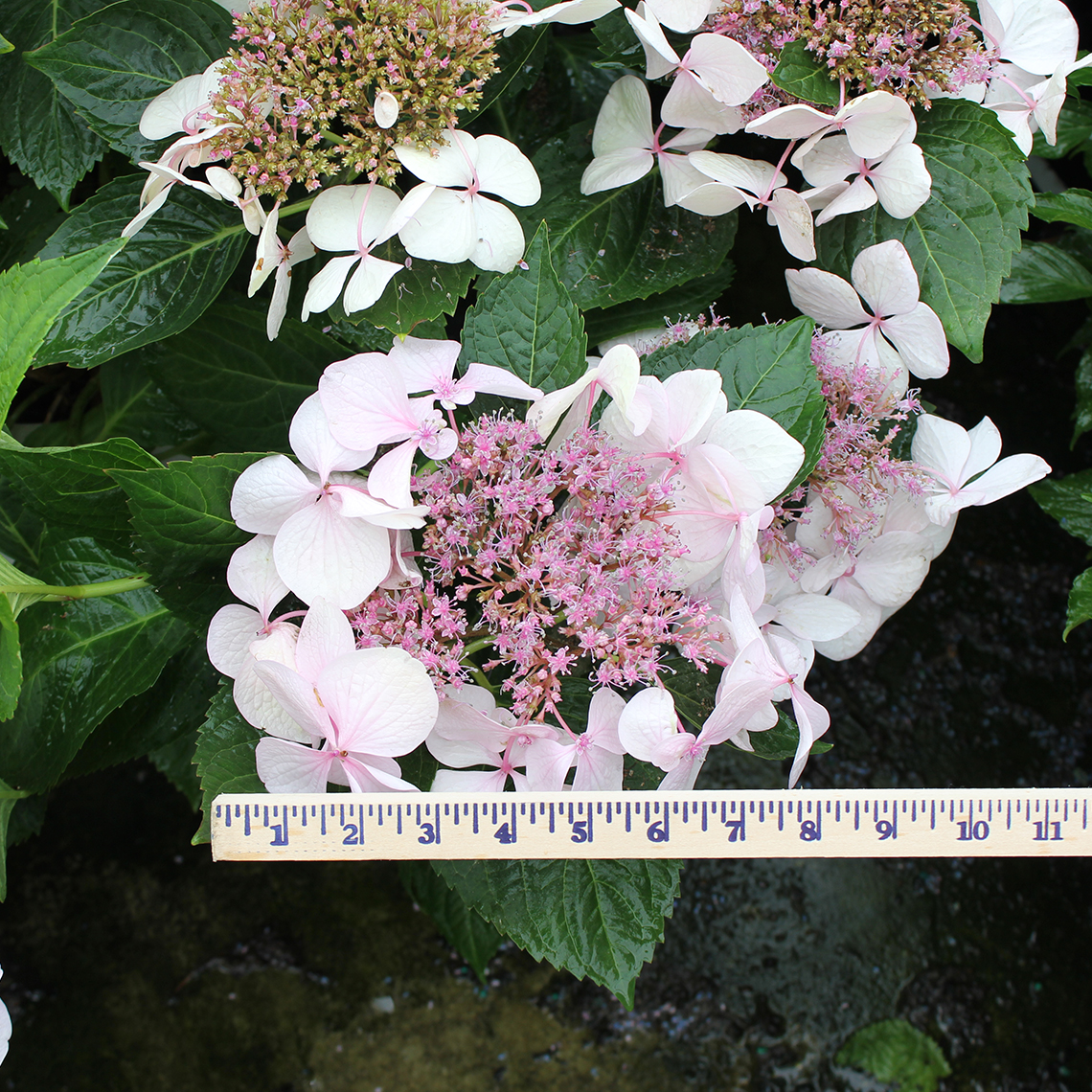 A pink lacecap bloom on Lets Dance Diva hydrangea with a yardstick showing how large it is and it measures over 8 inches diameter
