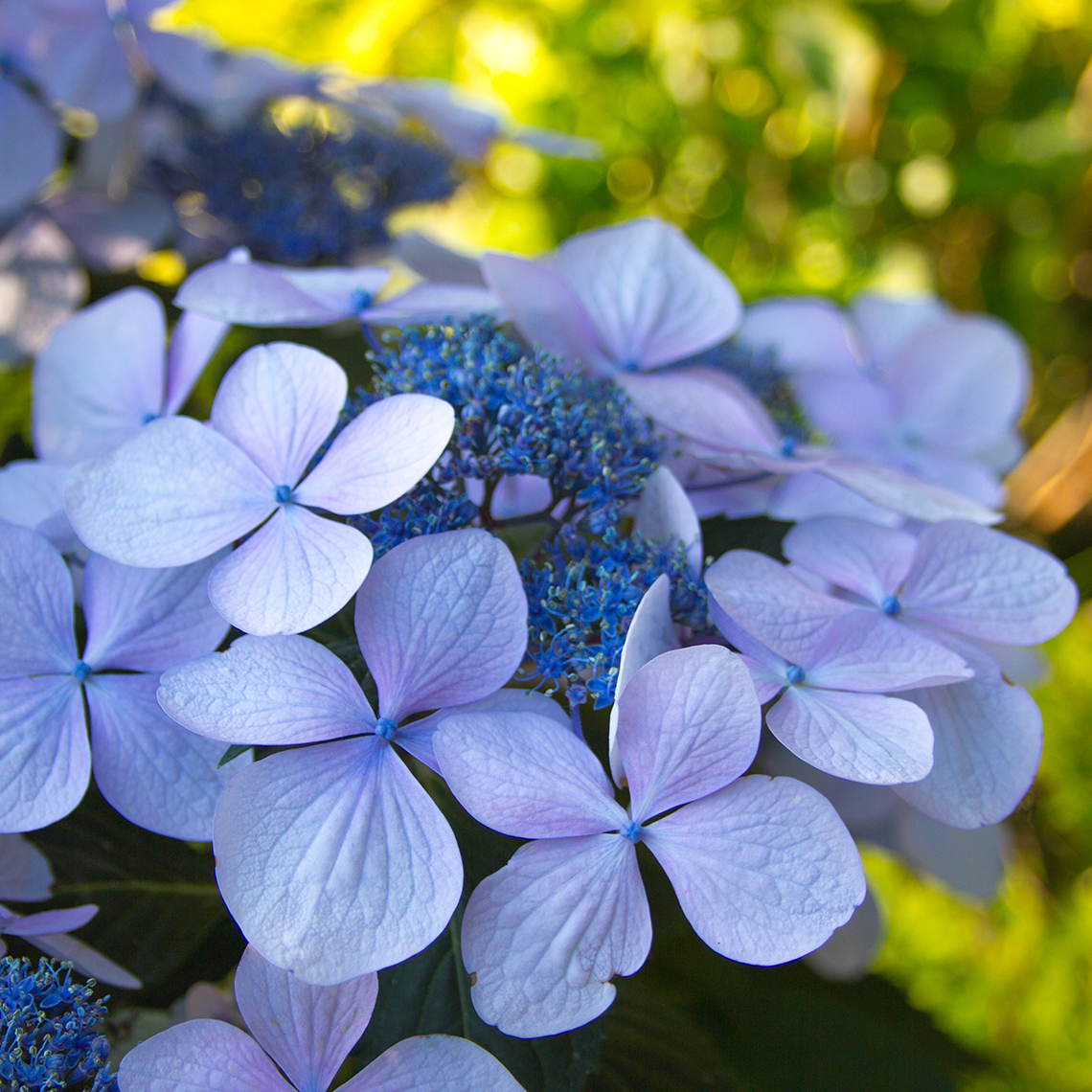 Lets Dance Diva hydrangea showing what it looks like when it takes on blue color