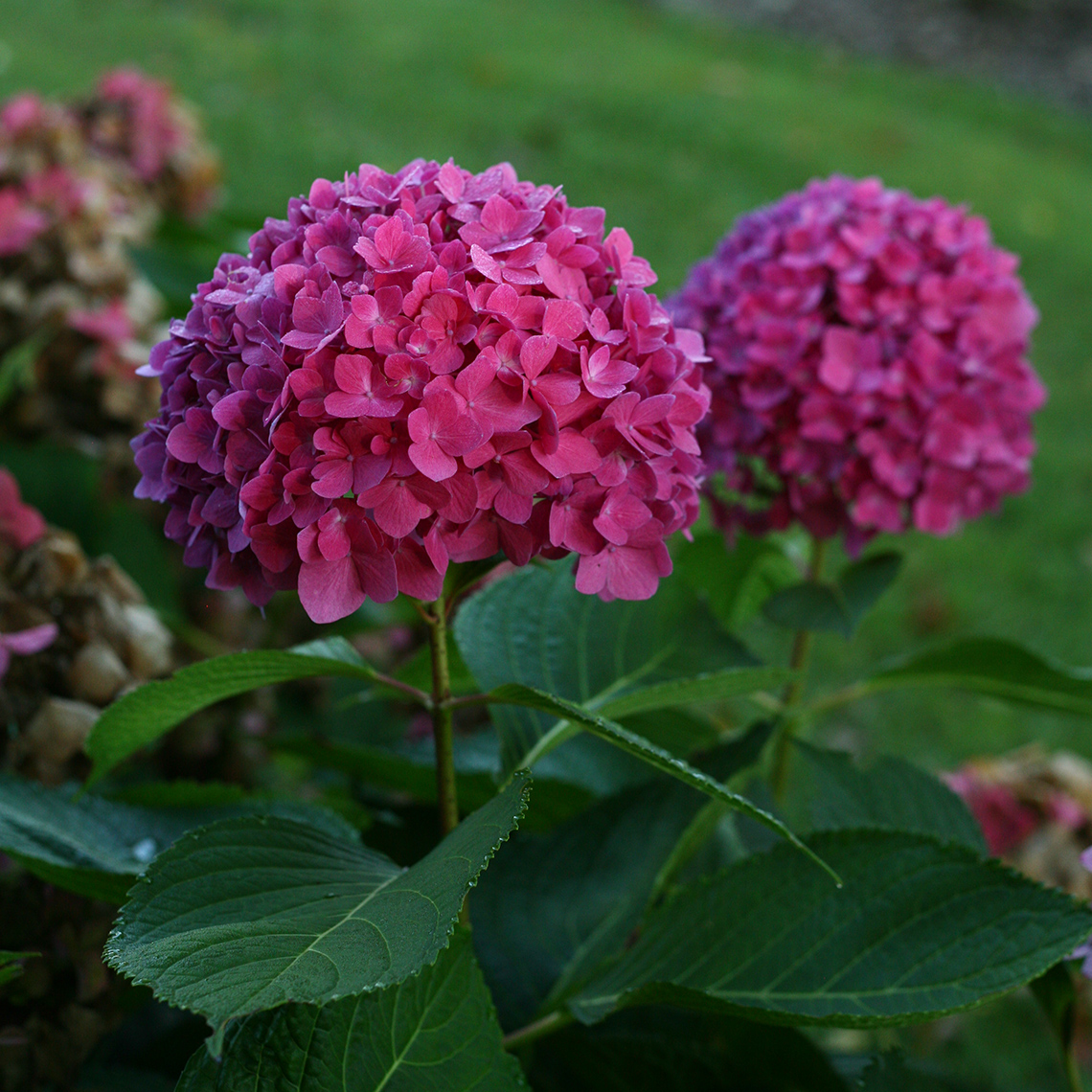 Closeup of two deep purple blooms on Lets Dance Rave hydrangea
