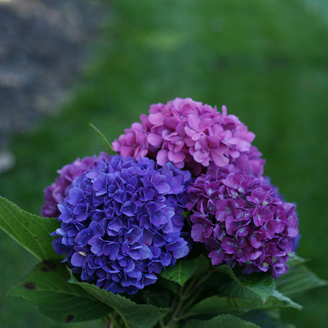 Three blooms of Lets Dance Rave hydrangea showing the potential color range