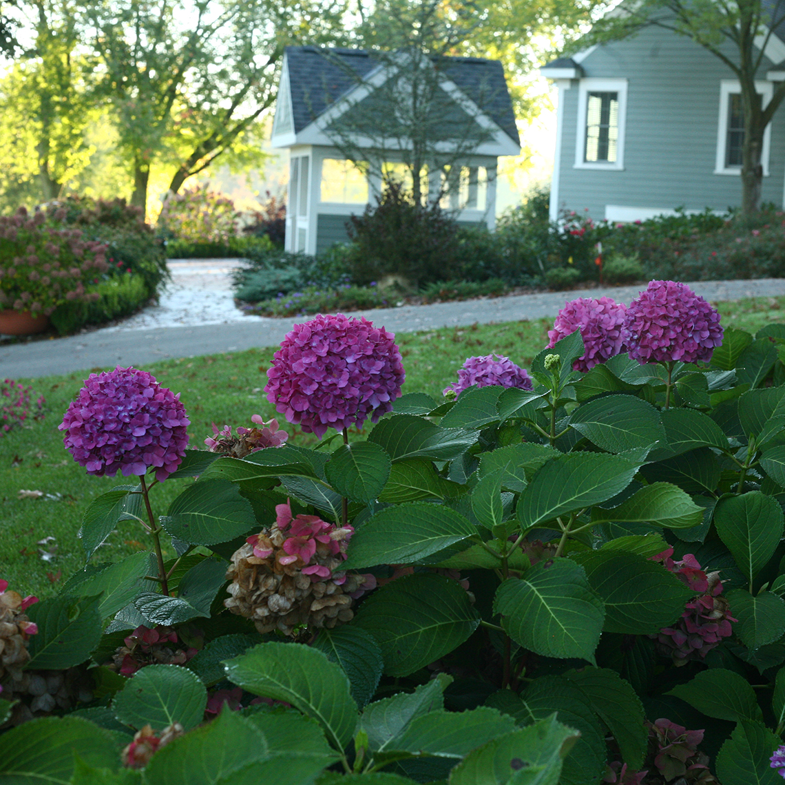 Lets Dance Rave hydrangea reblooming in fall with several purple flowers on it