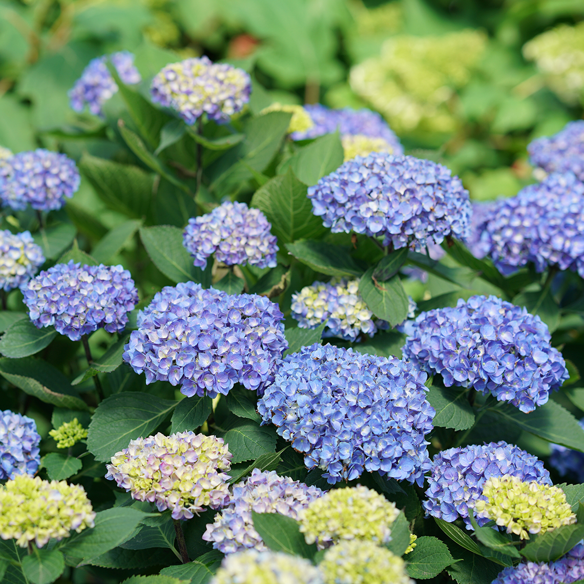 Lets Dance Rhythmic Blue hydrangea with several deep blue mophead blooms on it