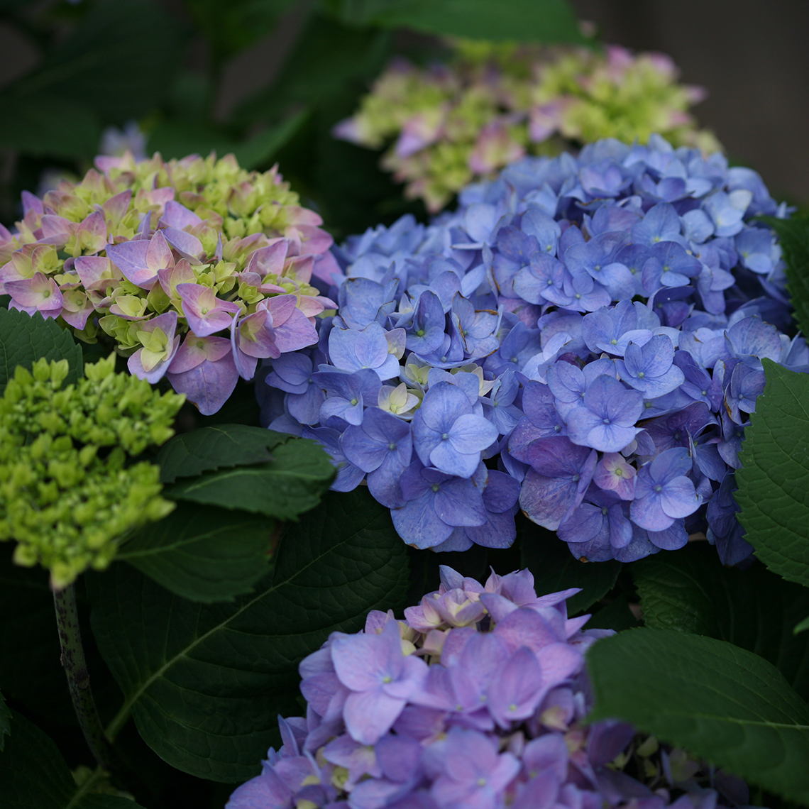Closeup of the mophead flowers of Lets Dance Rhythmic Blue hydrangea showing the range of purple to blue colors it takes on