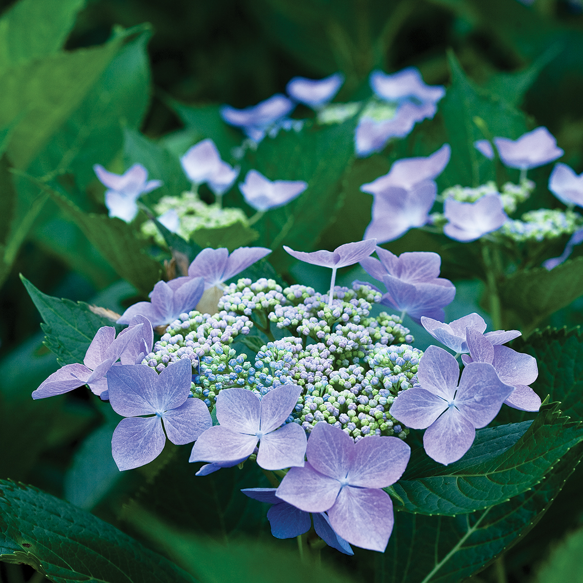 Closeup of the blue color variation of Lets Dance Starlight lacecap blooms