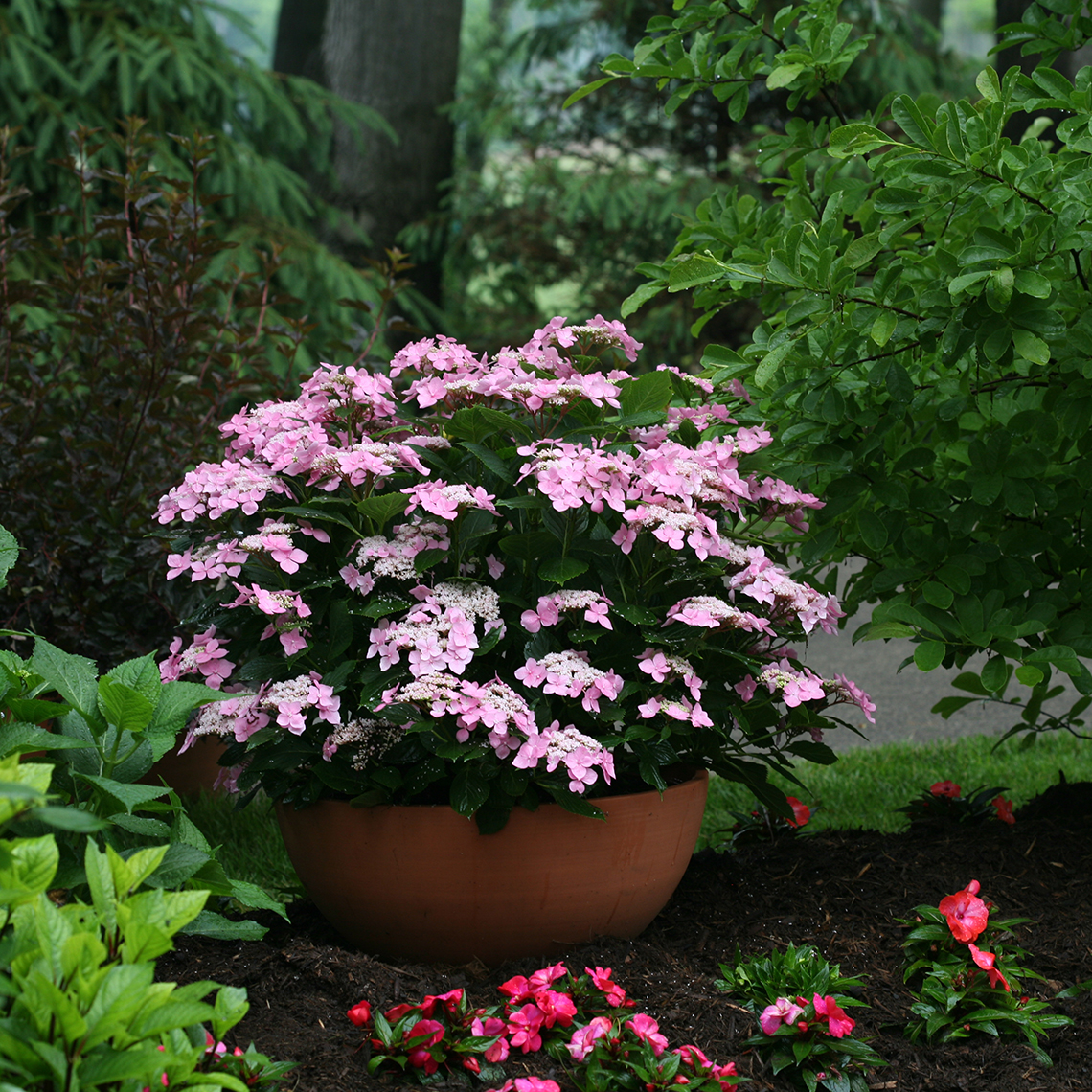 Lets Dance Starlight hydrangea blooming ina container in a shady garden bed