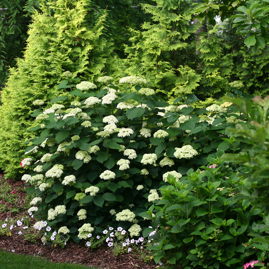 Lime Rickey hydrangea in bloom in the landscape showing abundant blooms and strong stems