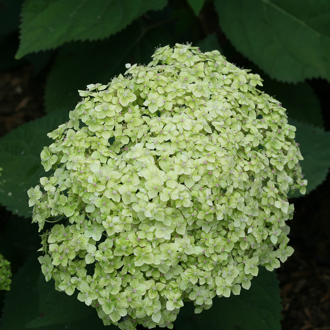 Closeup of the large green inflorescence of Lime Rickey hydrangea