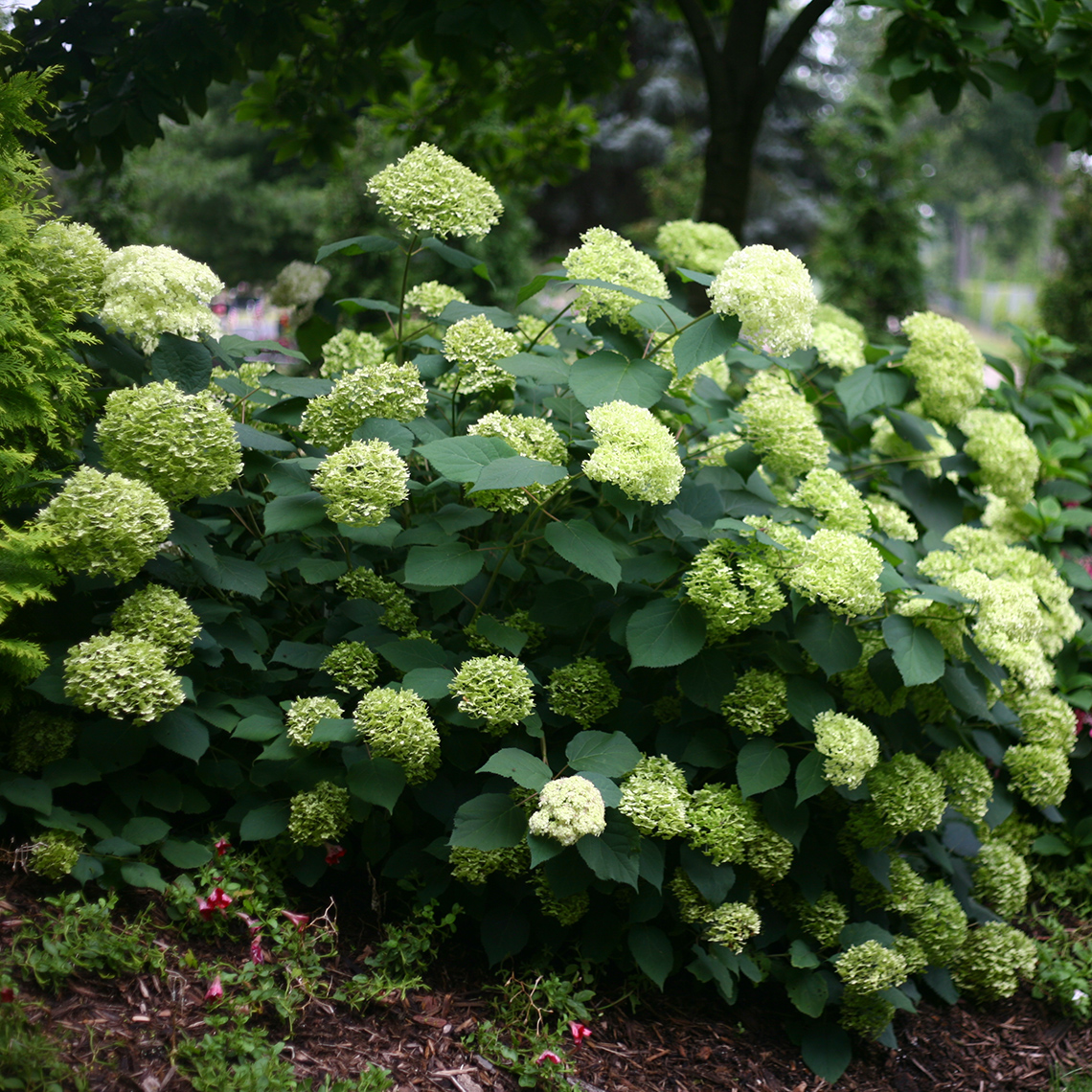 Specimen of Lime Rickey hydrangea in the landscape covered in green flowers