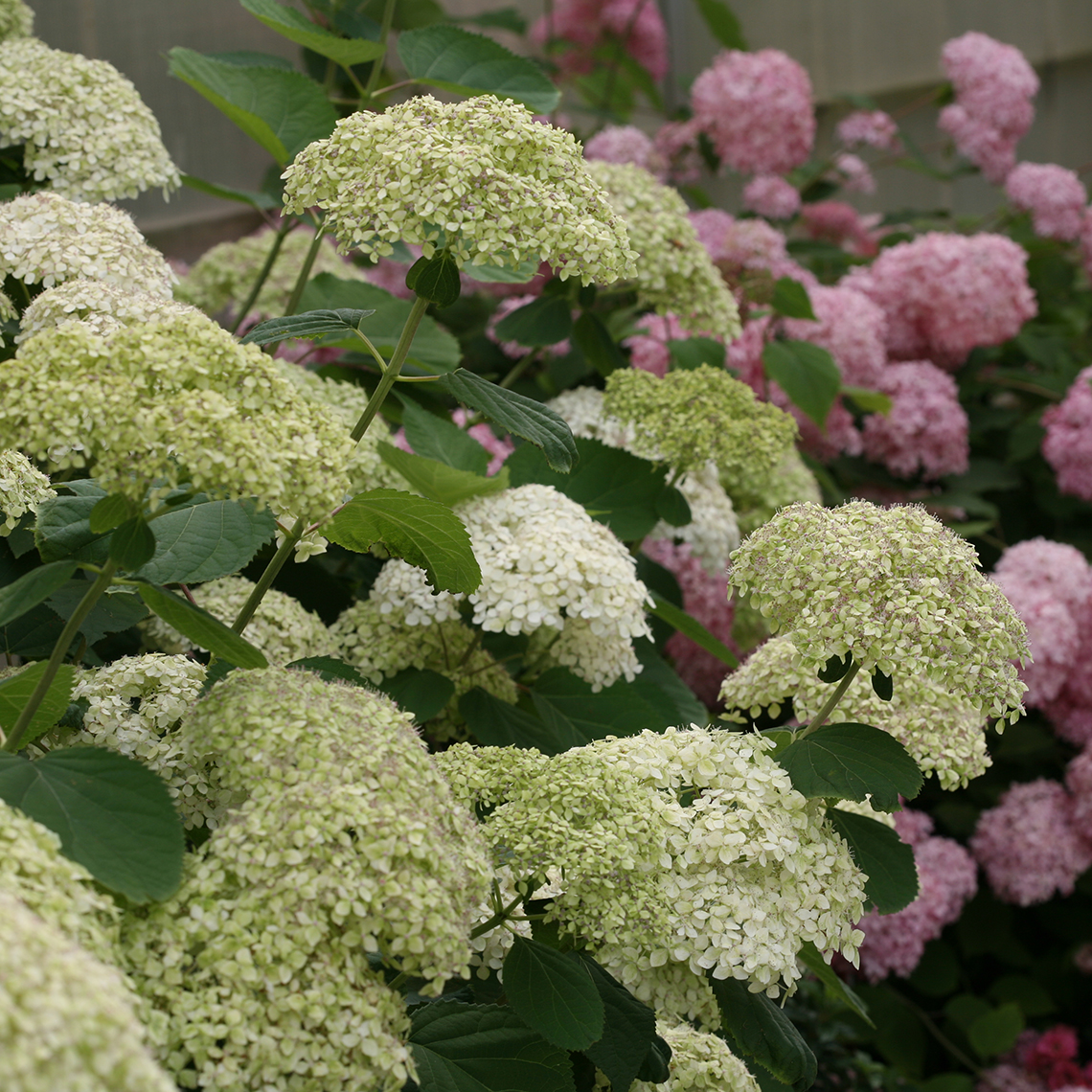 Lime Rickey hydrangea in full bloom showing stiff stems and unique flowers