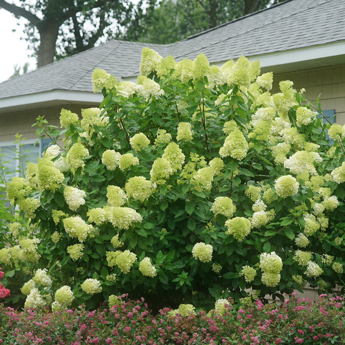 A very large specimen of Limelight hydrangea covered in lime green mophead flowers in front of a house
