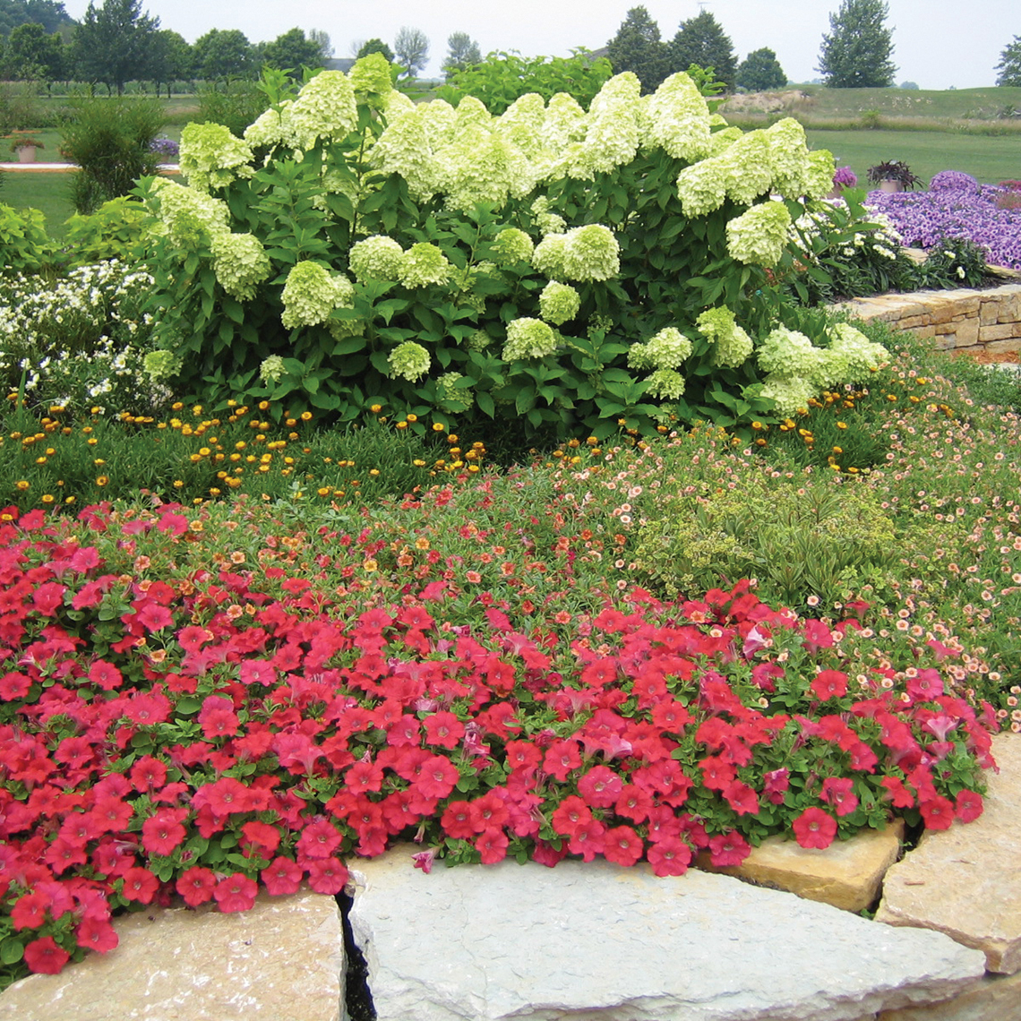Limelight hydrangea blooming in a landscape surrounded by colorful annual flowers