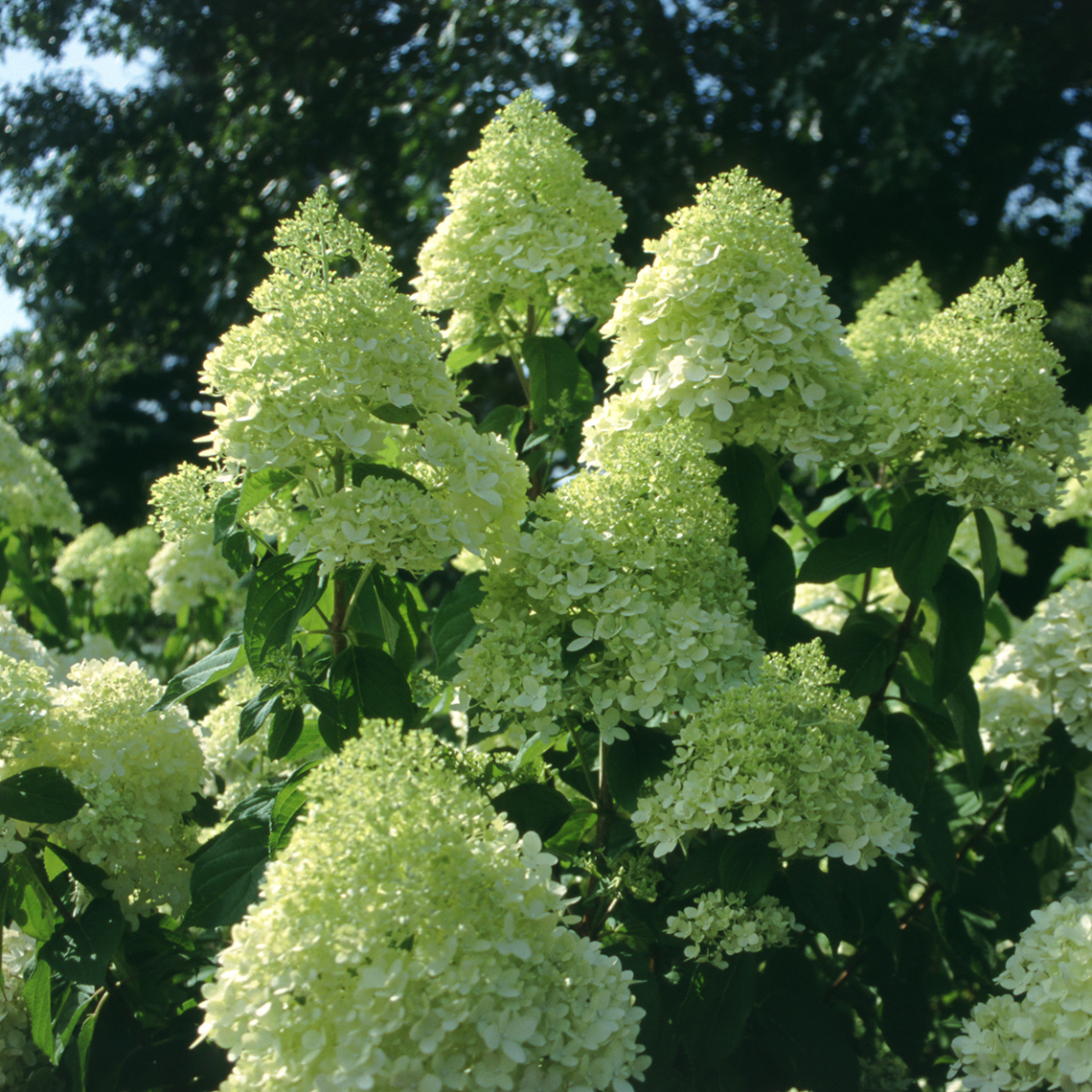 Closeup of the lime green blooms of Limelight hydrangea