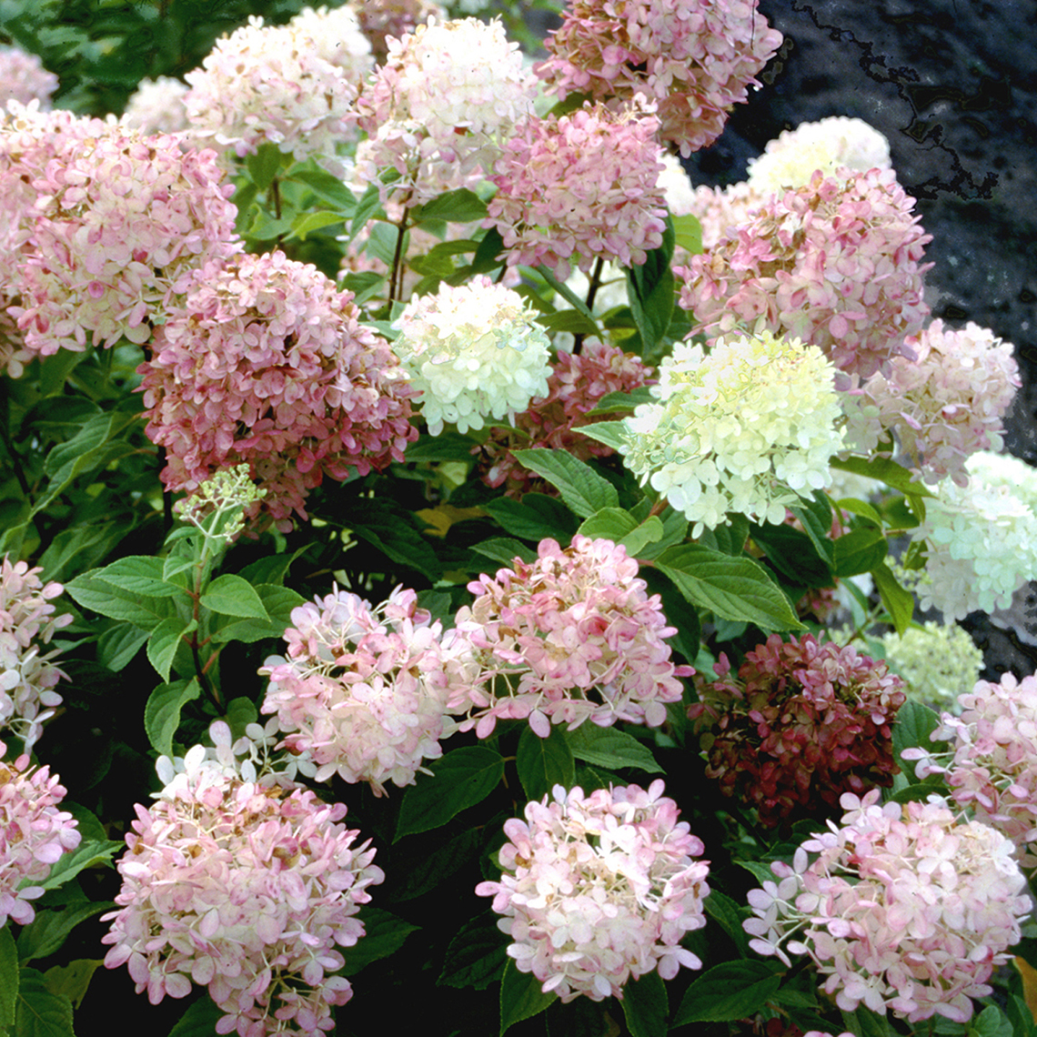 The blooms of Limelight panicle hydrangea taking on pink red and burgundy tones