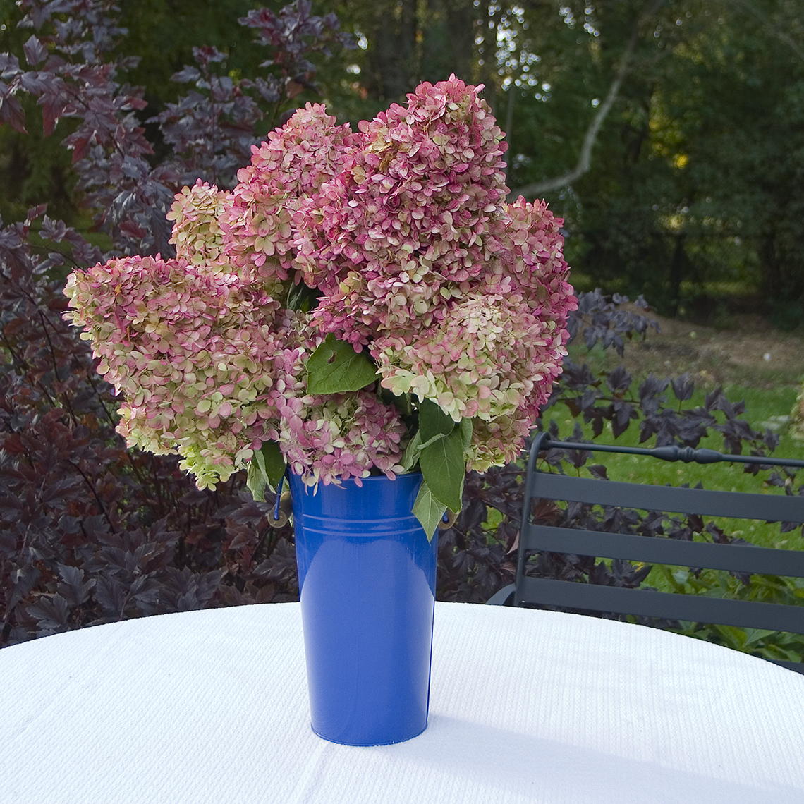 Limelight flowers in a vase showing the deep pink coloration they develop later in the growing season