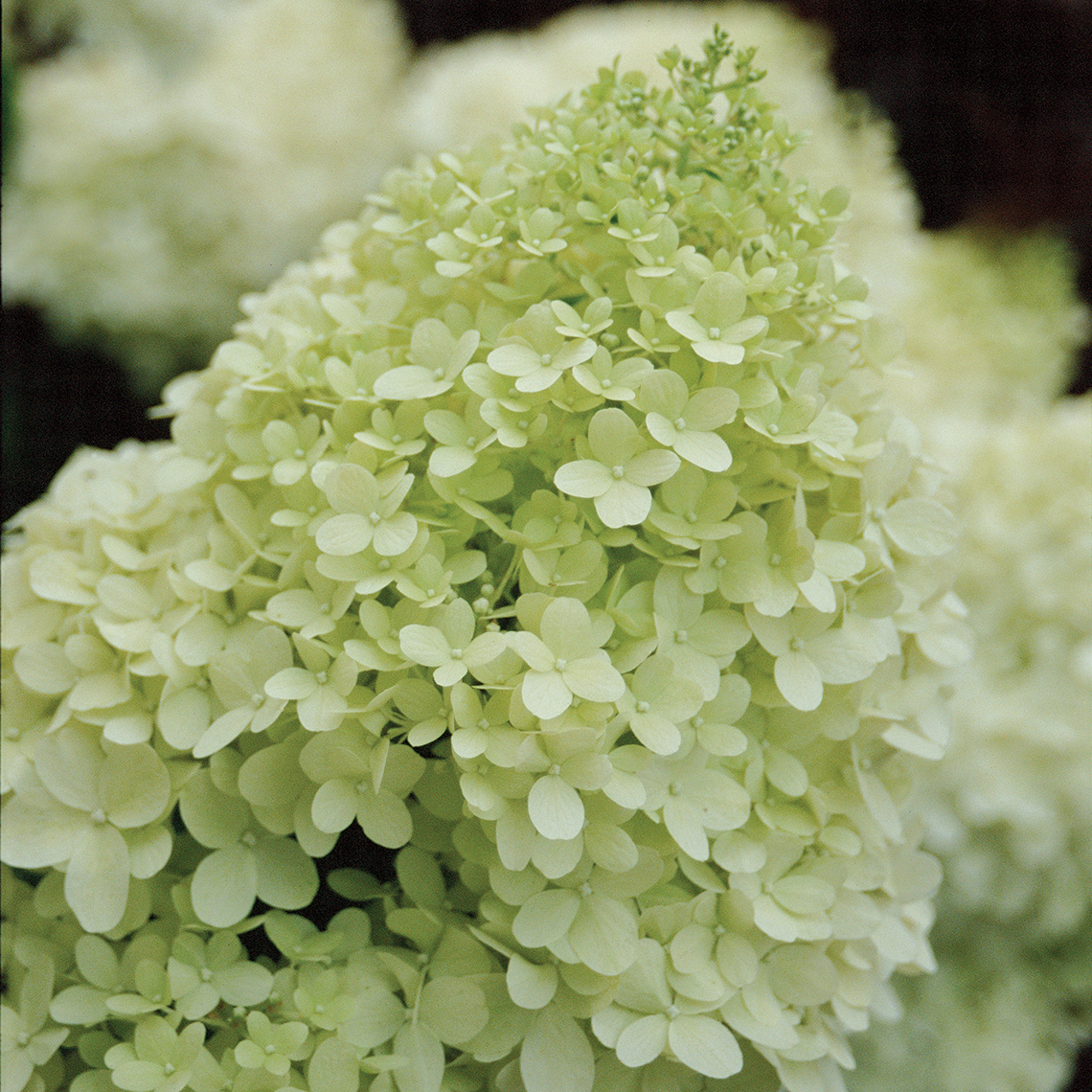Closeup of the lime green mophead bloom of Limelight panicle hydrangea