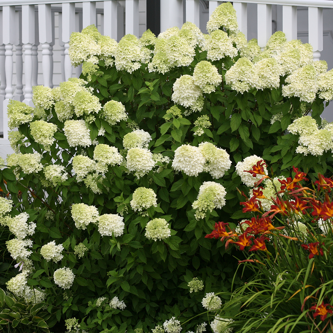 A Limelight hydrangea blooming in front of a white raiiling with a red daylily to its right