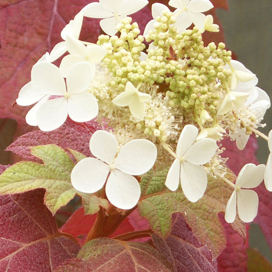 The red fall color of Little Honey oakleaf hydrangea with a late white lacecap flower