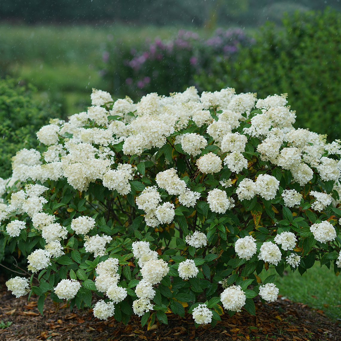A specimen of Little Lamb hydrangea blooming in a landscape showing its abundant white flowers and wider than tall habit
