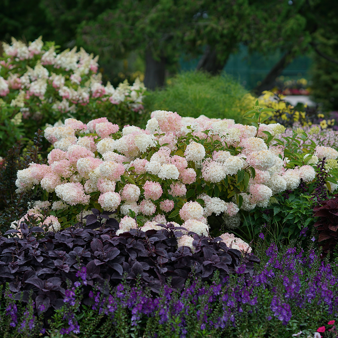 Little Lamb hydrangea taking on pink coloration in the landscape