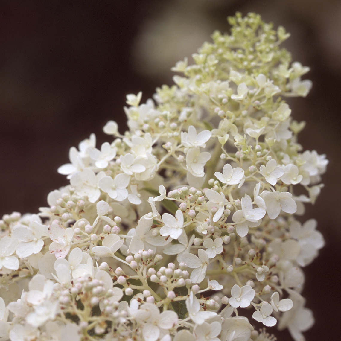 Closeup of the lacy bloom of Little Lamb hydrangea