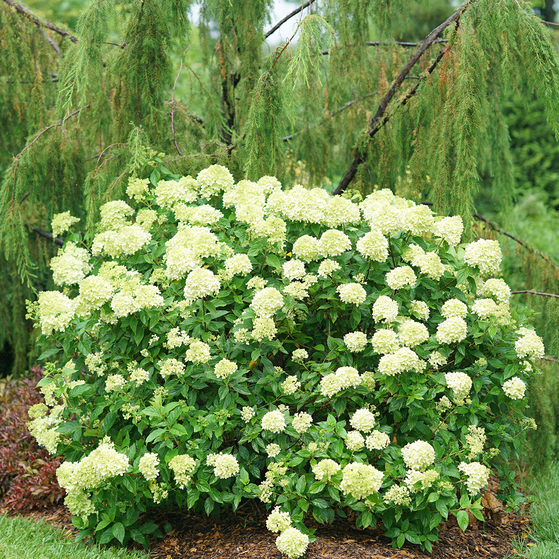 A mature specimen of Little Lime panicle hydrangea blooming in the landscape showing its dwarf habit and rounded form