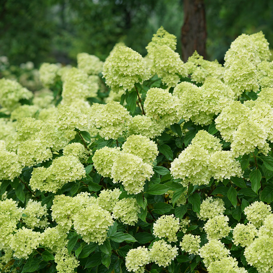 Closeup of the abundant green blooms of Little Lime panicle hydrangea