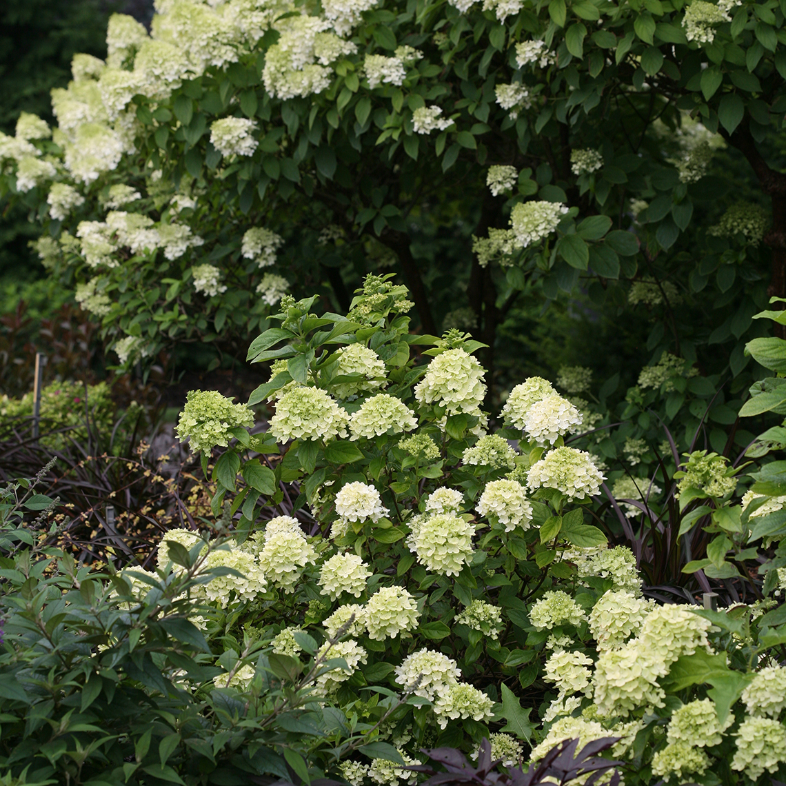 Little Lime hydrangea blooming in front of Limelgight hydrangea showing the scale of both