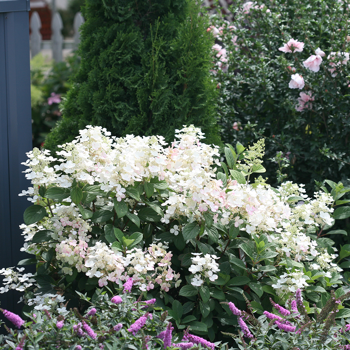 Little Quick Fire panicle hydrangea in the landscape showing white lacecap flowers