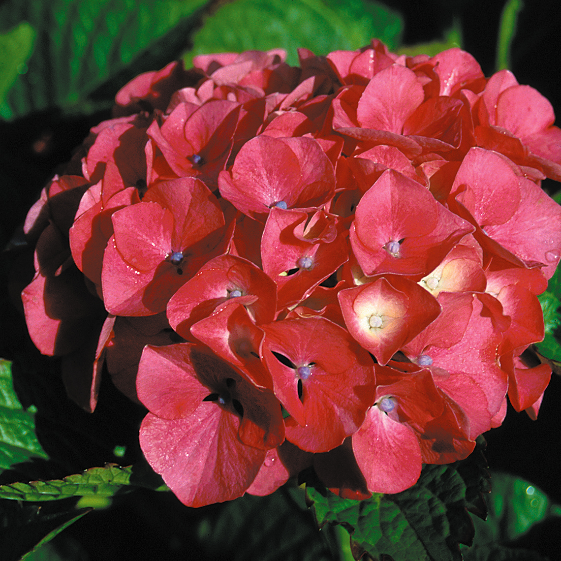 Red mophead flower of Masja hydrangea with tiny purple dots in the center of each floret