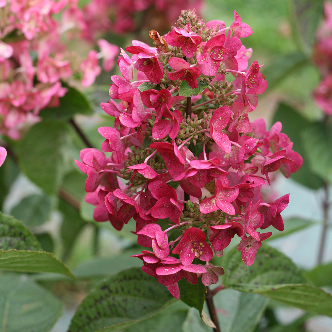 Blooms of Mega Mindy panicle hydrangea in their pink red phase