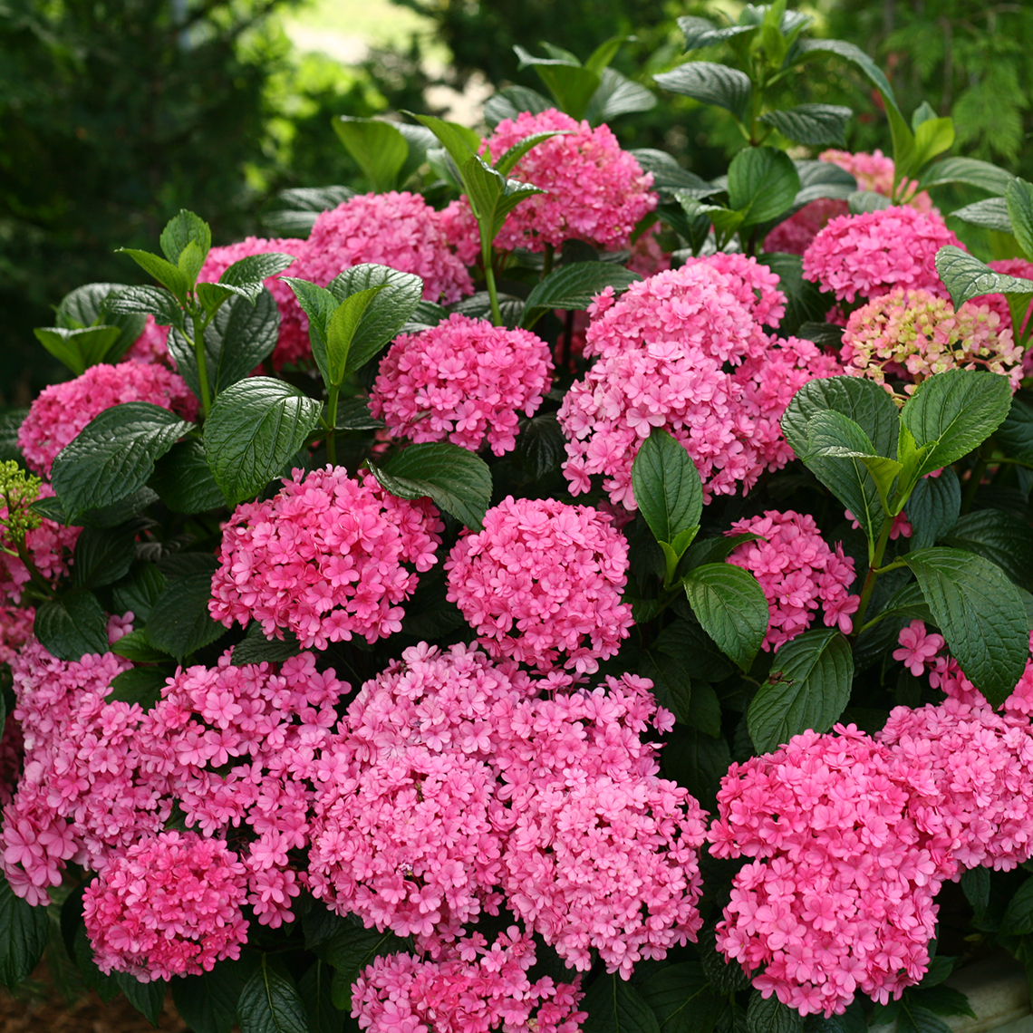 Paraplu hydrangea covered in bright pink mophead blooms and the foliage is very very glossy